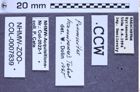 Etiketten zu Poemnites hamirensis (Cherepanov, 1957) (NHMW-ZOO-COL-0007839)